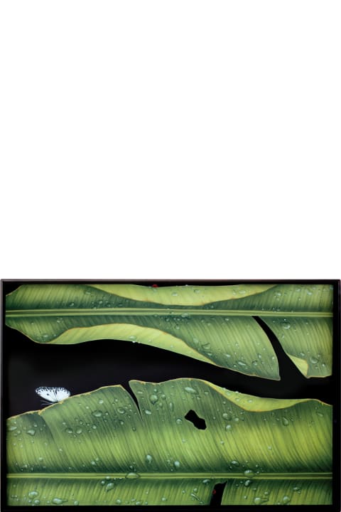 Taitù Large Rectangular Tray- Freedom-Foglie Collection - Green & Black
