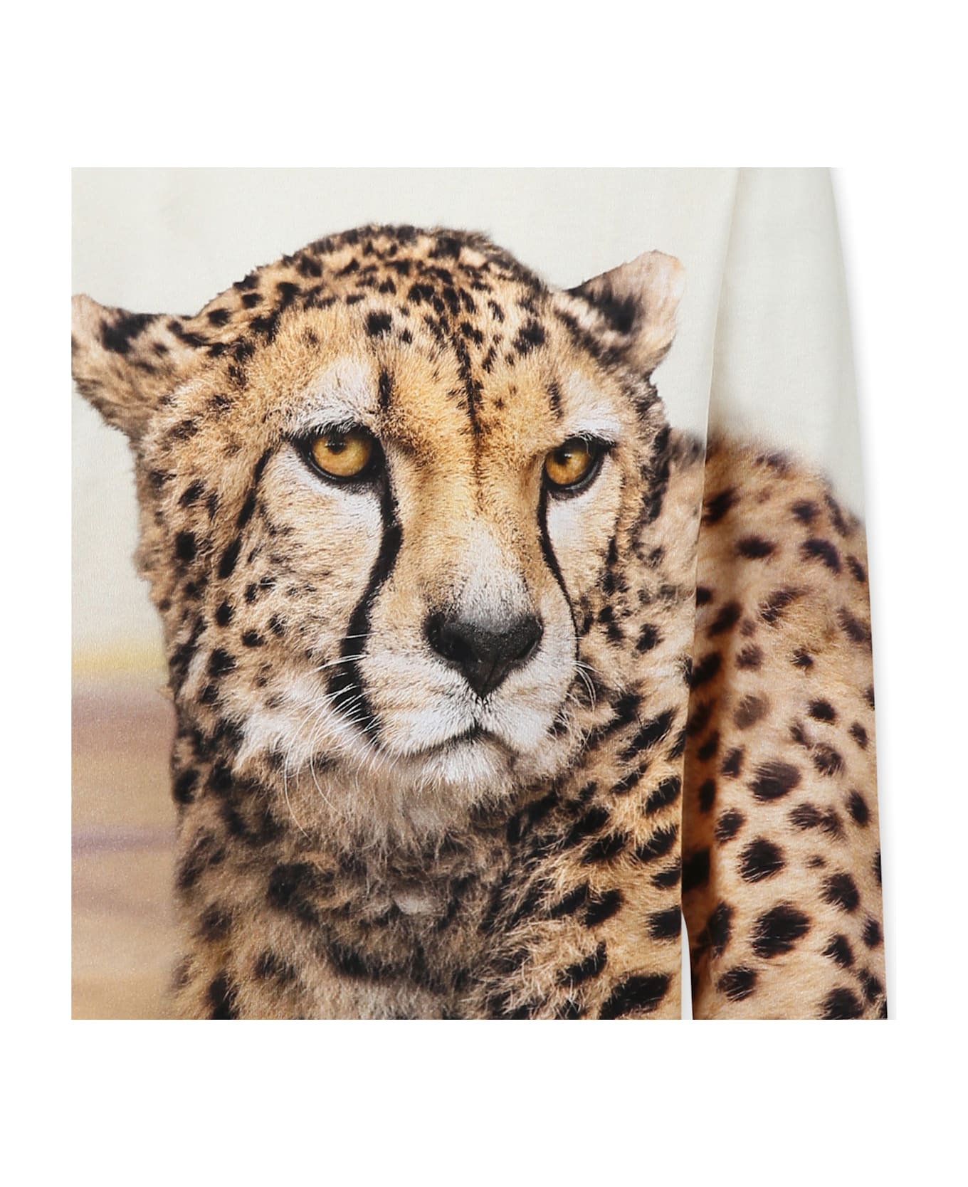 Molo Ivory T-shirt For Boy With Cheetah - Ivory
