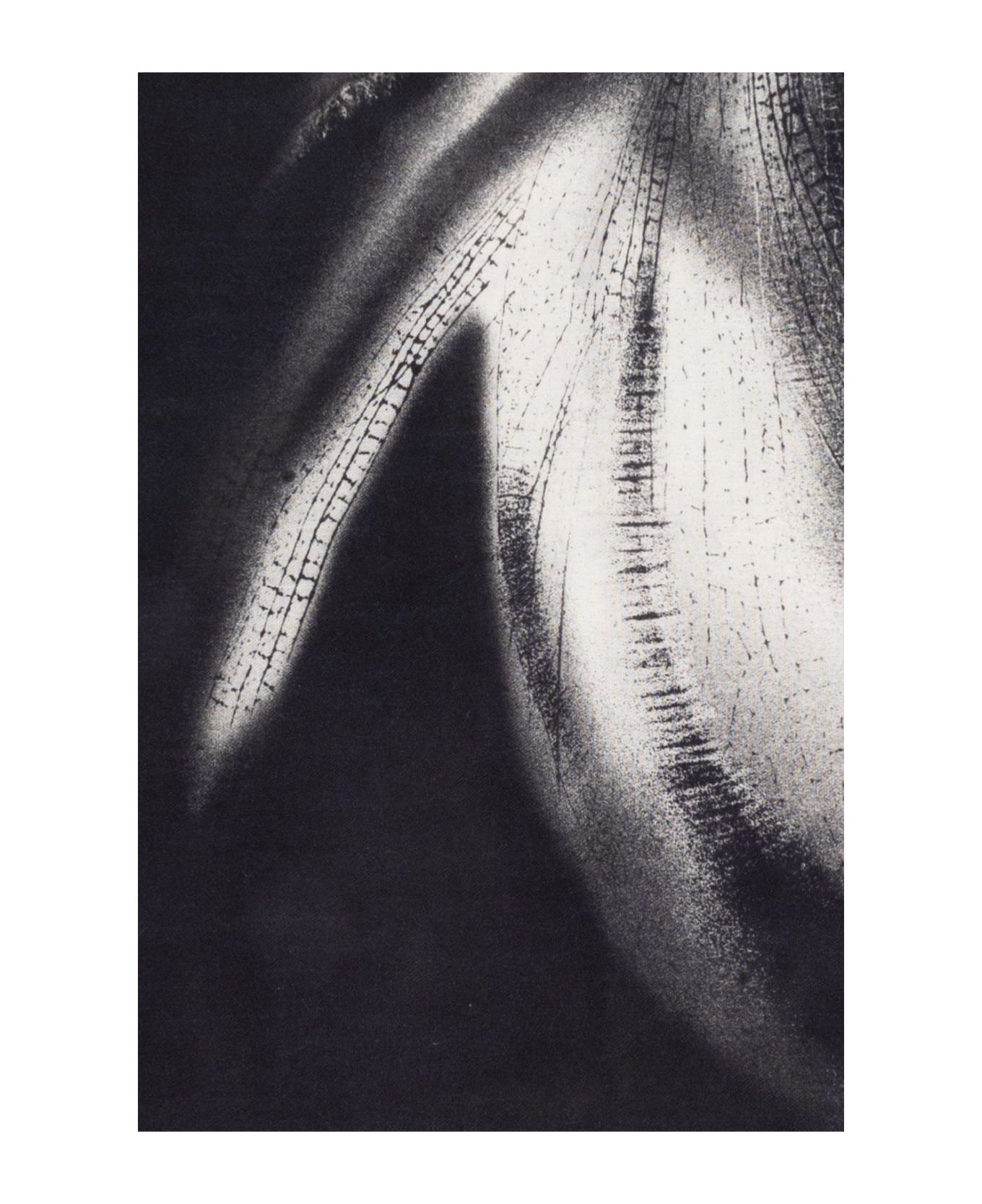 Alexander McQueen Graphic Printed Scarf - BLACK