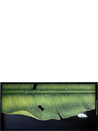 Taitù Medium Rectangular Tray- Freedom-Foglie Collection