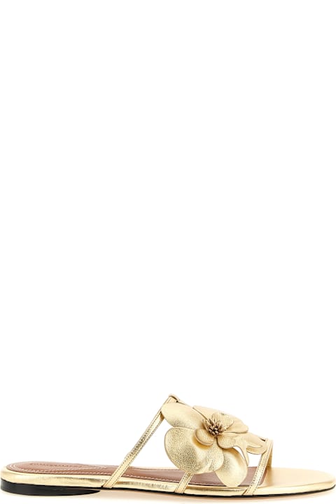 Zimmermann 'orchid' Slides