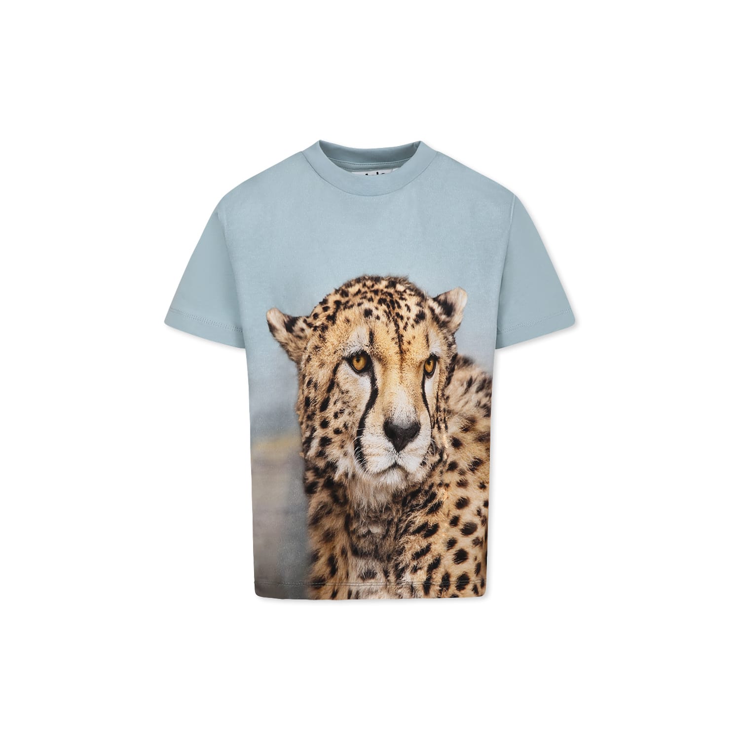 Molo Light Blue T-shirt For Boy With Cheetah In Light Blue