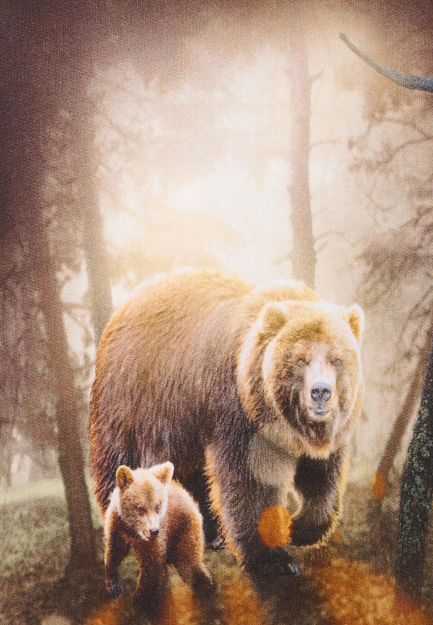 Molo Brown Sweatshirt For Boy With Bear In Brown