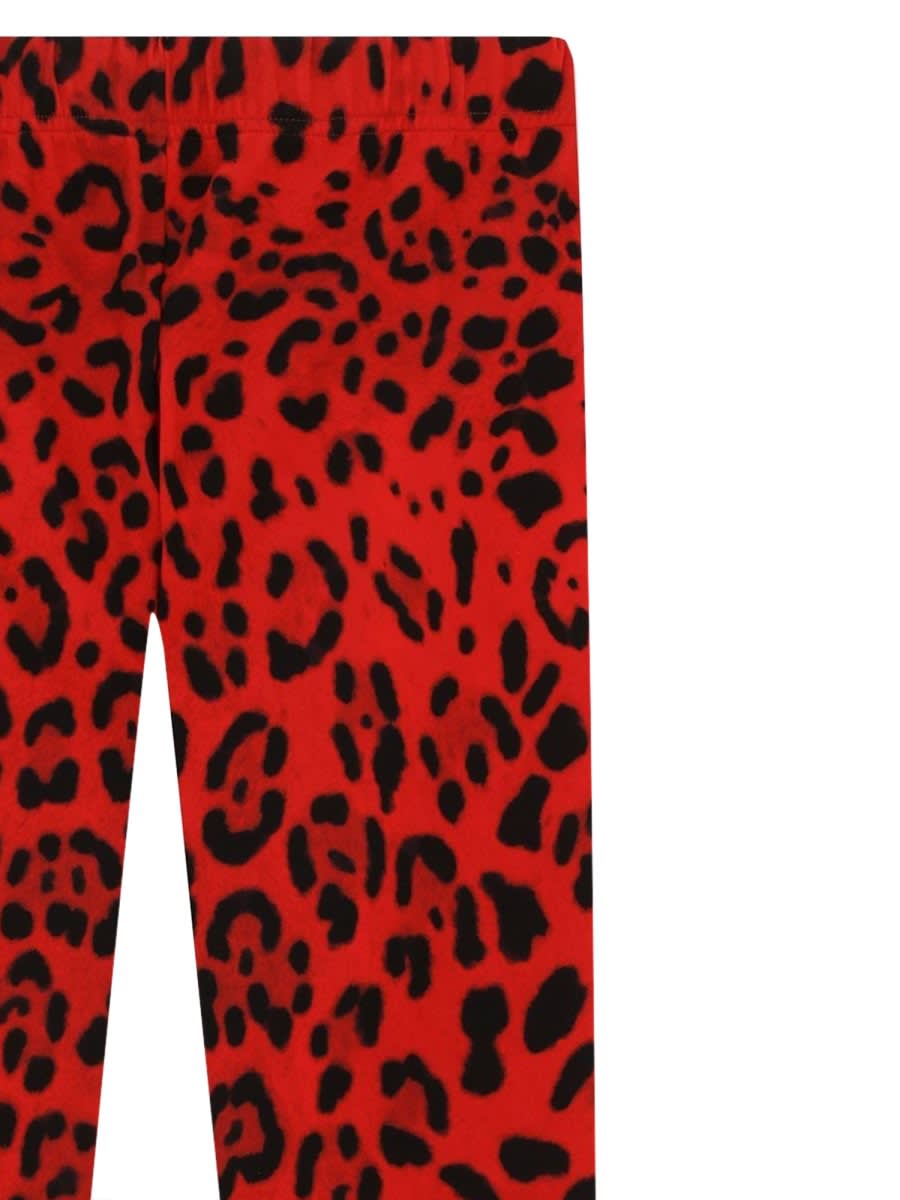 Shop Dolce & Gabbana Leggings In Animalier